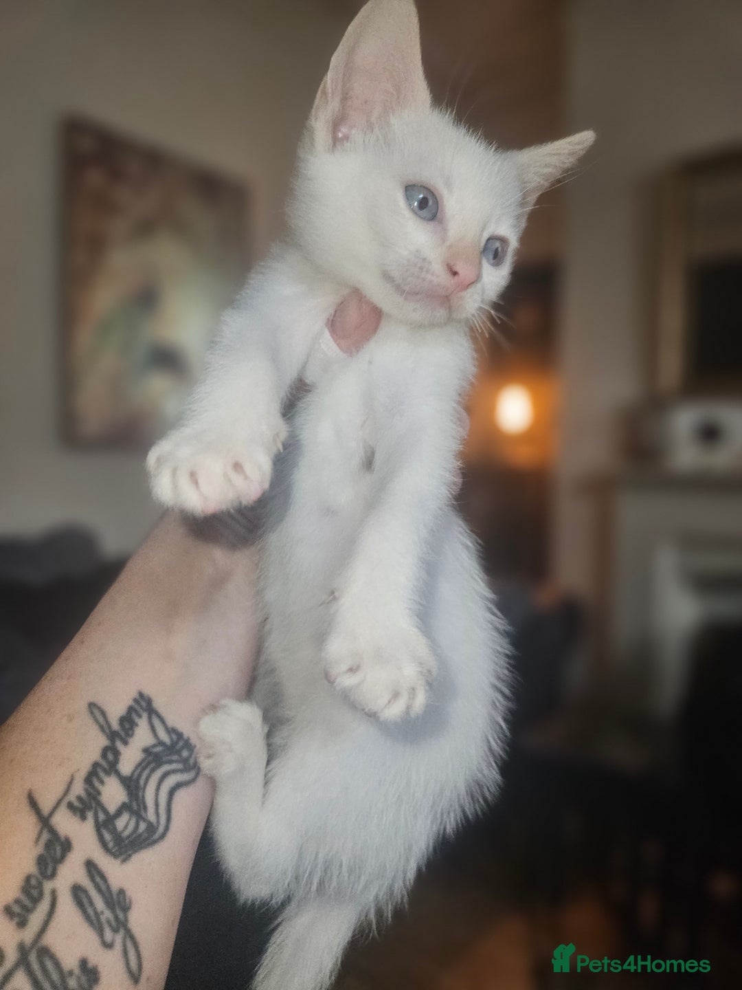 Sphynx cats for sale: Snow coated shpynx with sky blue eyes - Image 14