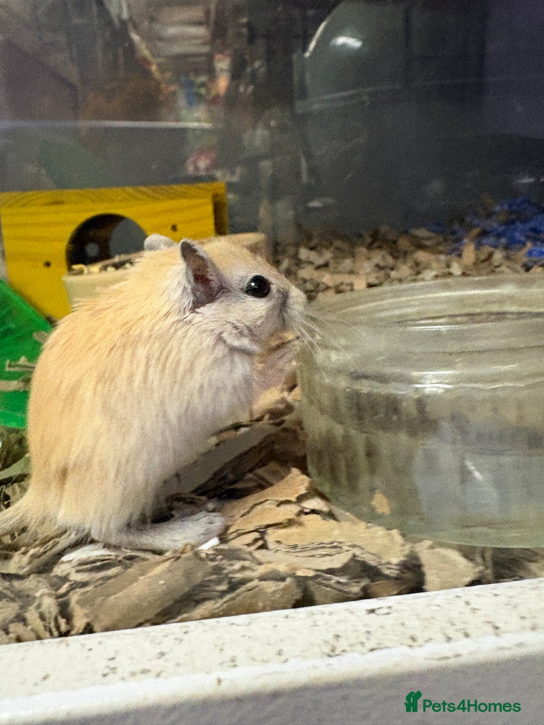 Gerbil rodents for sale: Friendly pet gerbils boys and girls  - Advert 5