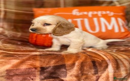 Cocker Spaniel dogs for sale: 🧡💛❤️Stunning KC Show Cocker Spaniels❤️🩷🧡 - Image 12