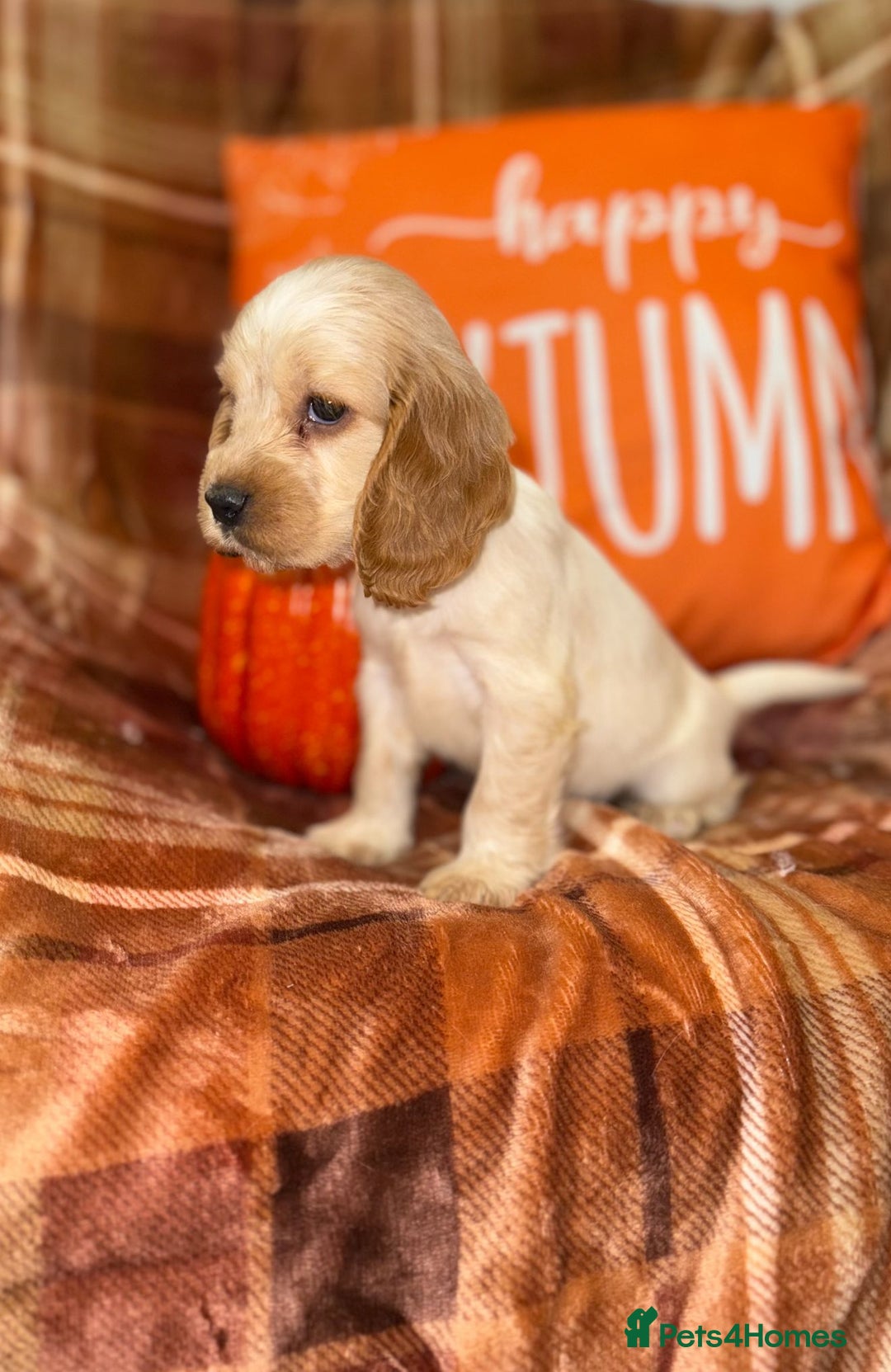 Cocker Spaniel dogs for sale: 🧡💛❤️Stunning KC Show Cocker Spaniels❤️🩷🧡 - Image 12