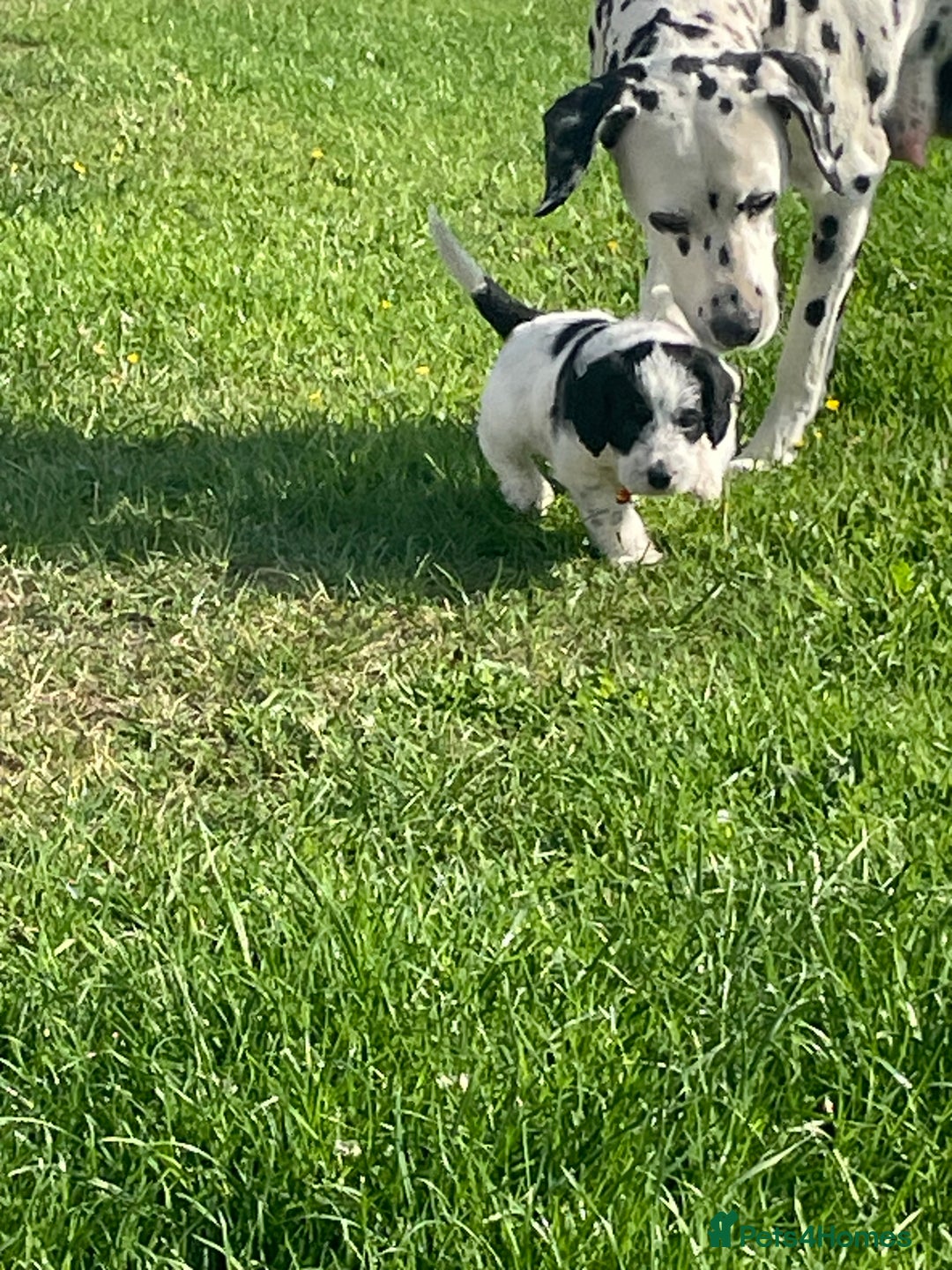Mixed Breed dogs for sale: Rare Dalmadoodle puppies 🐶 🩷  - Image 27