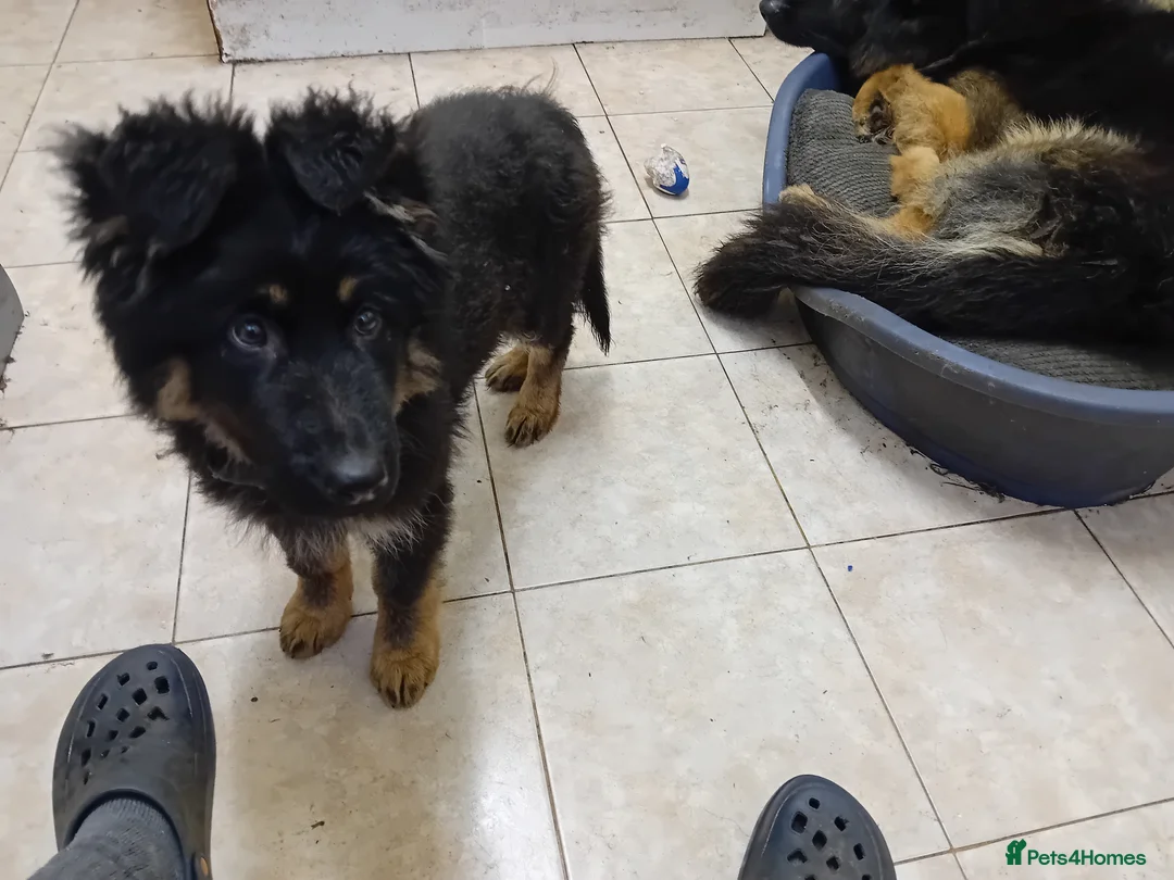 German Shepherd dogs for sale: Black and Tan boy - Advert 7
