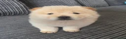 Chow Chow dogs for sale: 🐾Tiny trouble makers, ready to rule your home🐻 - Advert 22