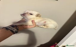 Pug dogs for sale: fluffy pug puppies  - Advert 18