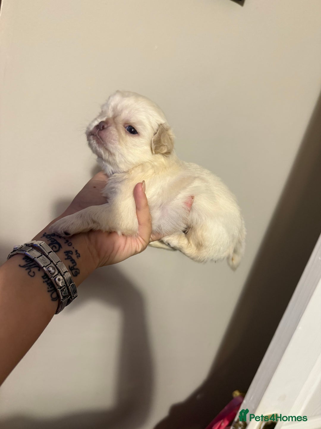 Pug dogs for sale: fluffy pug puppies  - Advert 18