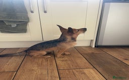 Mixed Breed dogs for sale: Jagd terrier - Image 3