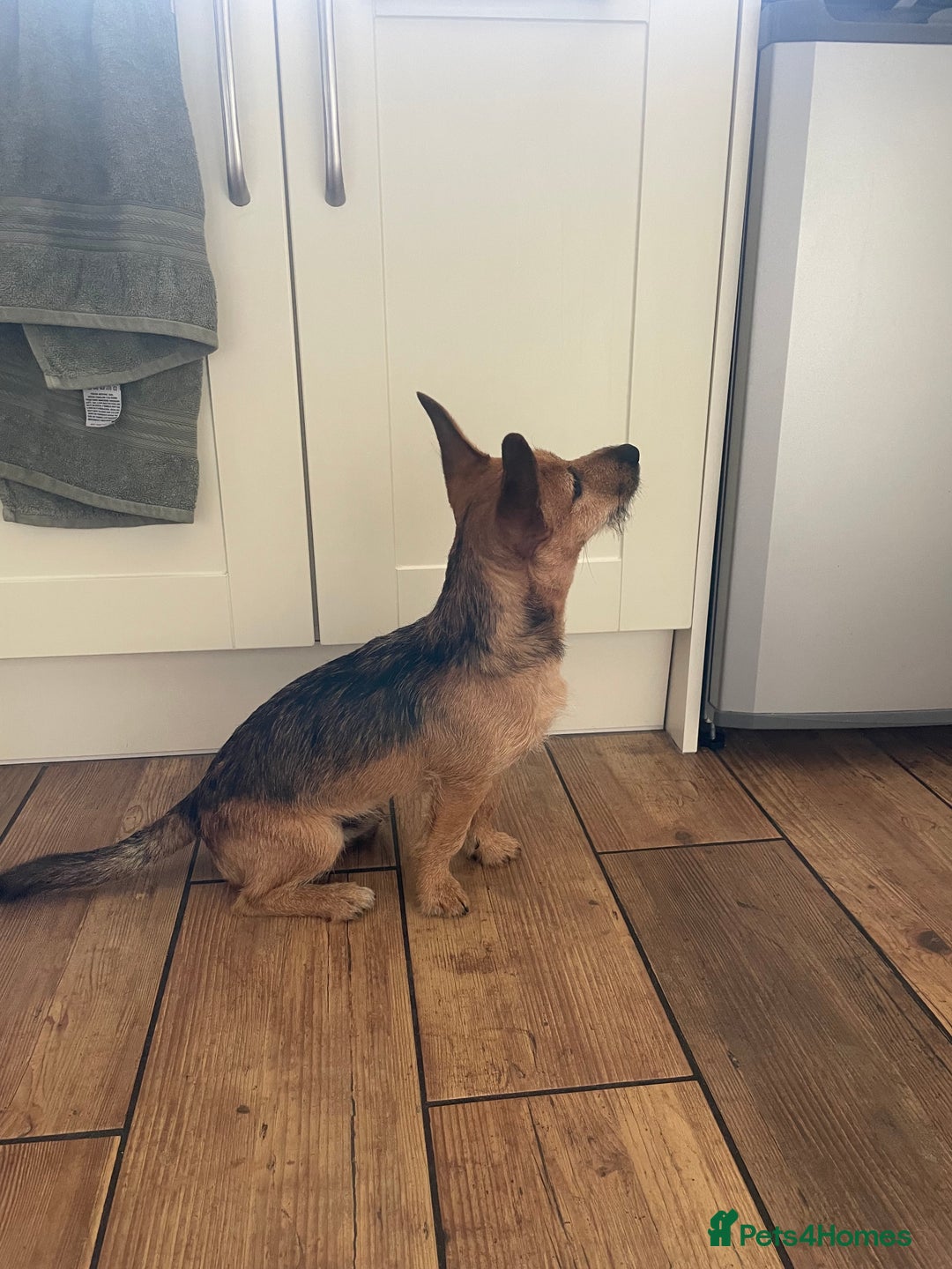 Mixed Breed dogs for sale: Jagd terrier - Image 3