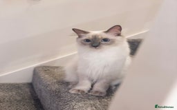 Ragdoll cats for sale: Our Lovely Girl – Looking for a Forever Home - Image 1