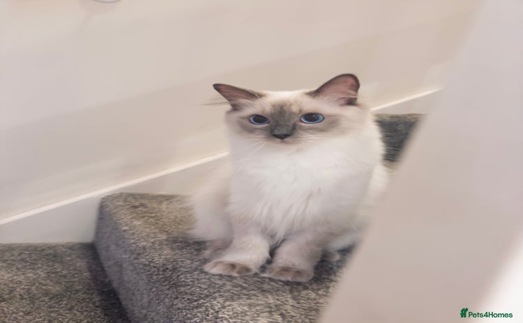 Ragdoll cats - Advert 1
