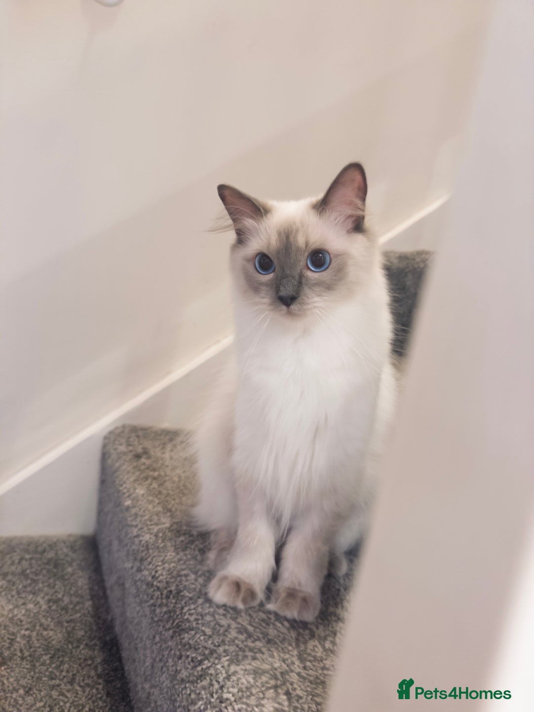 Ragdoll cats for sale: Our Lovely Girl – Looking for a Forever Home - Image 1