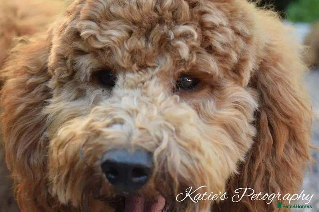 Miniature Poodle dogs for stud: Stunning health tested KC Red Miniature Poodle in Cannock - Advert 17