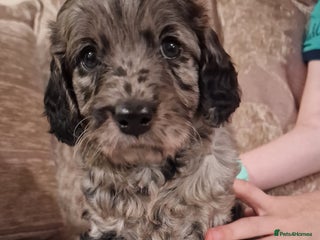 Goldendoodle dogs - Advert 3