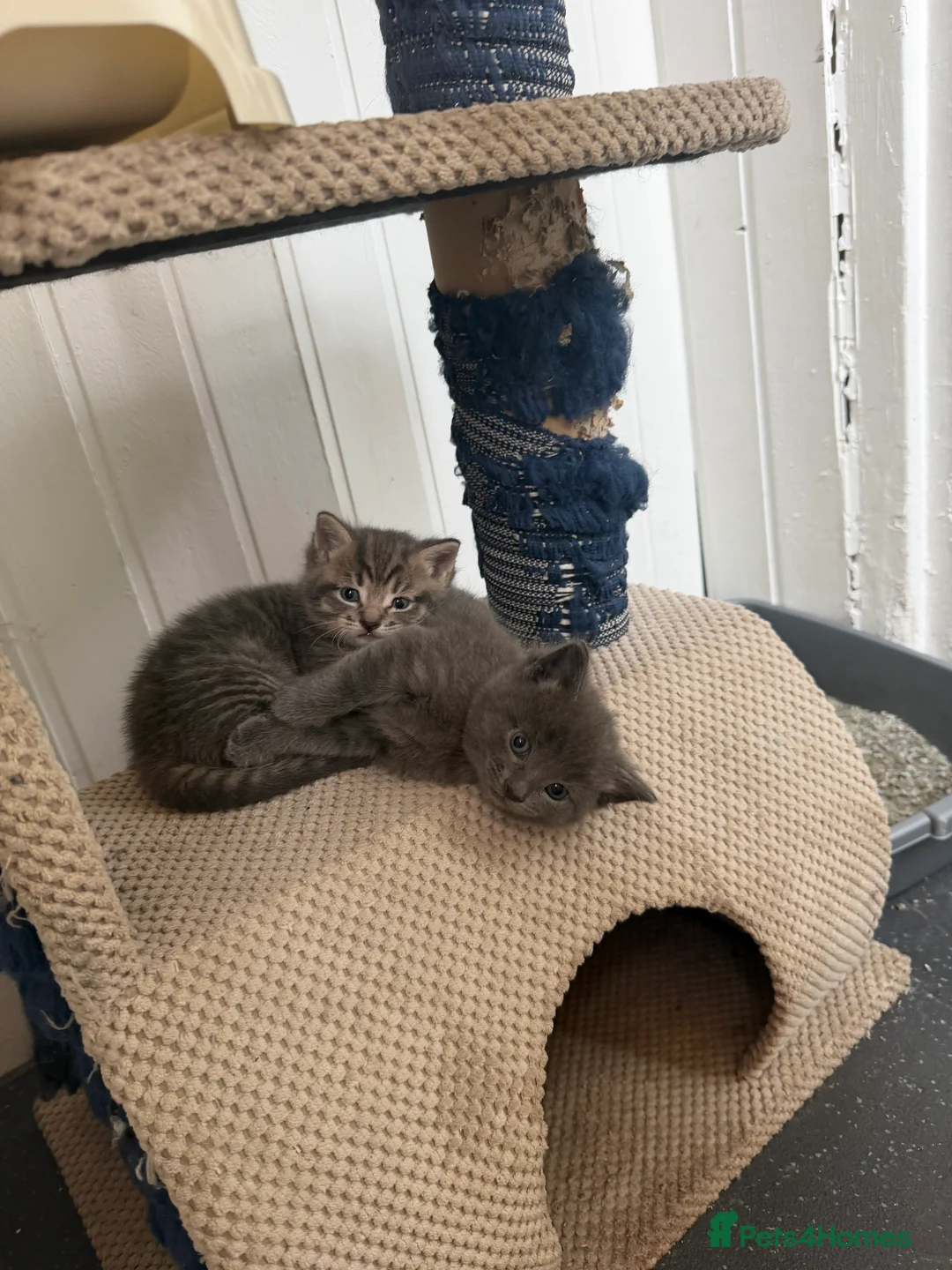 Mixed Breed cats for sale: One boy kitten - Advert 4