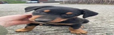 Huntaway Puppy 5