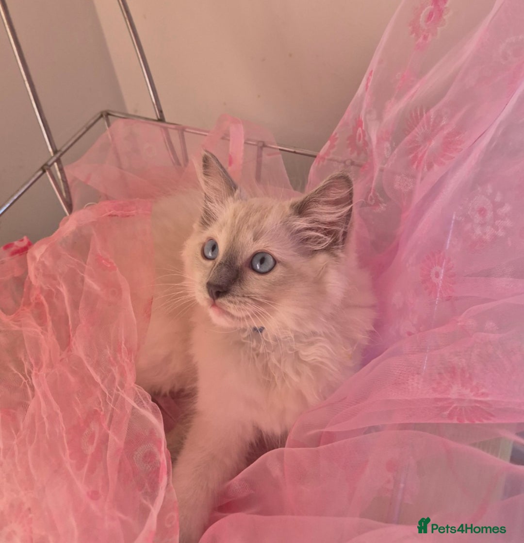 Ragdoll cats for sale: 6 Purebred Blue Point Ragdoll Kittens - Image 7