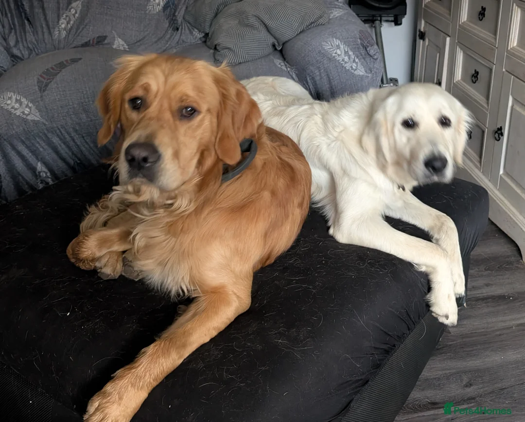 Golden Retriever dogs for stud: Catrigg macadamia (MAX) - Advert 18