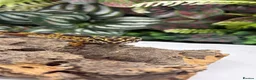 Gecko reptiles for sale: Female leopard gecko  - Advert 3