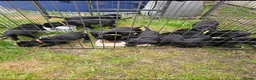 Labrador Retriever dogs for sale: Beautiful puppies for sale in Ipswich - Advert 5