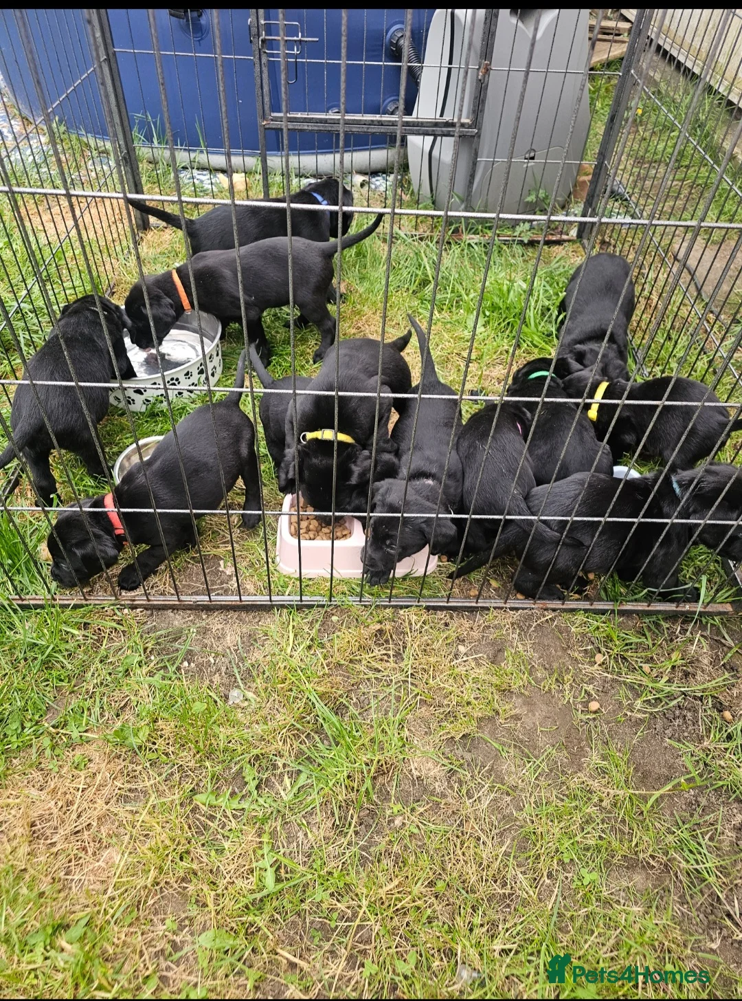 Labrador Retriever dogs for sale: Beautiful puppies for sale in Ipswich - Advert 5