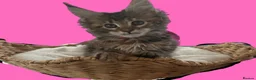 Maine Coon cats for sale: Show quality Maine coon kittens - Advert 17