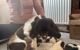 Cocker Spaniel dogs for sale: Cocker spaniel puppies working family pets - Image 2