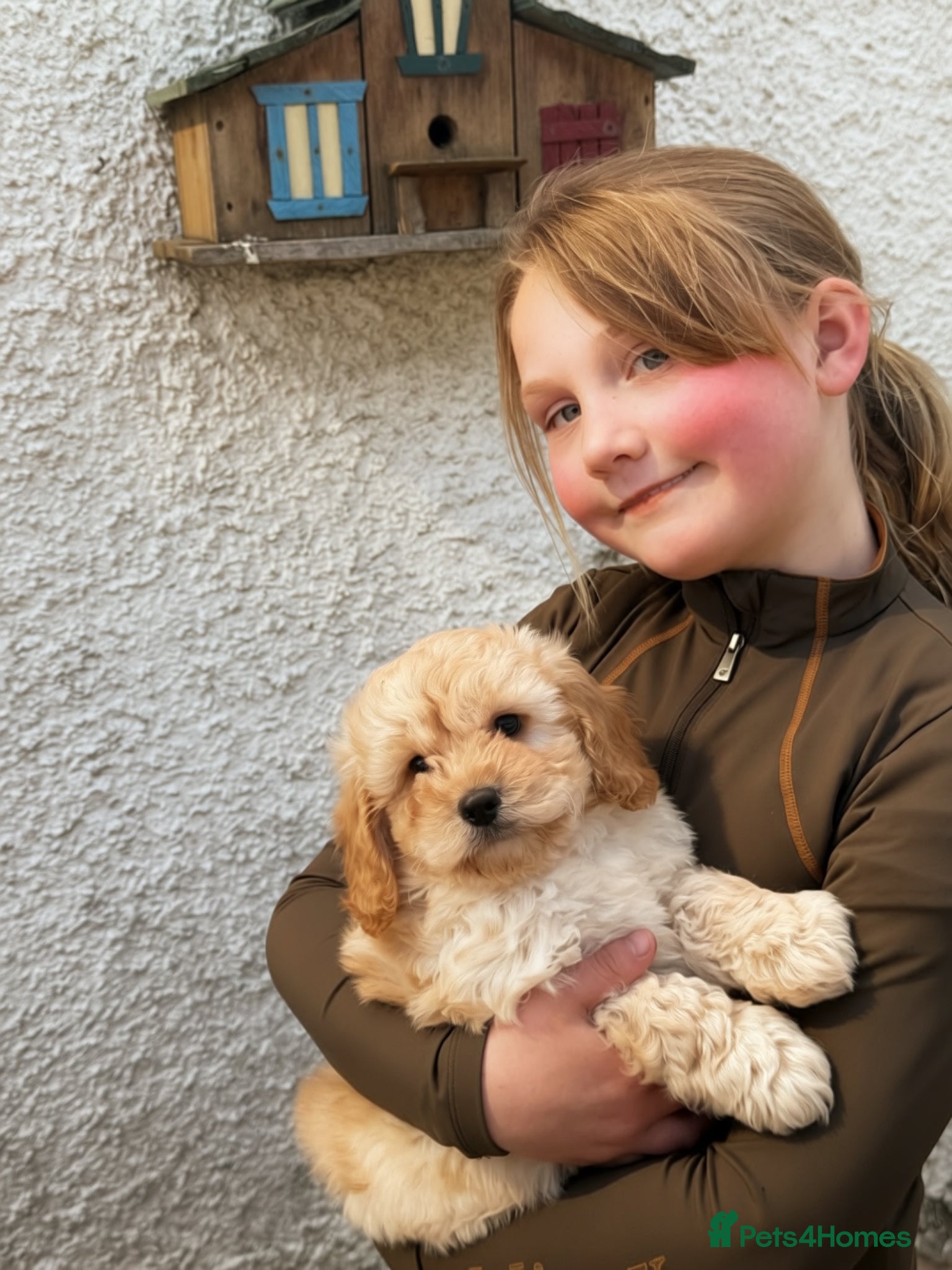 Cockapoo dogs READY. NOW Stunning F1 Cockapoo Boy  - Advert 5