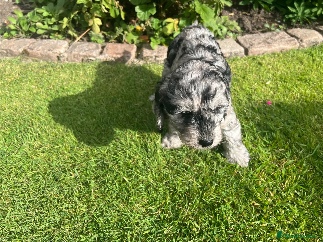 Cockapoo dogs for sale: F1b female cockapoo puppy available  - Advert 5