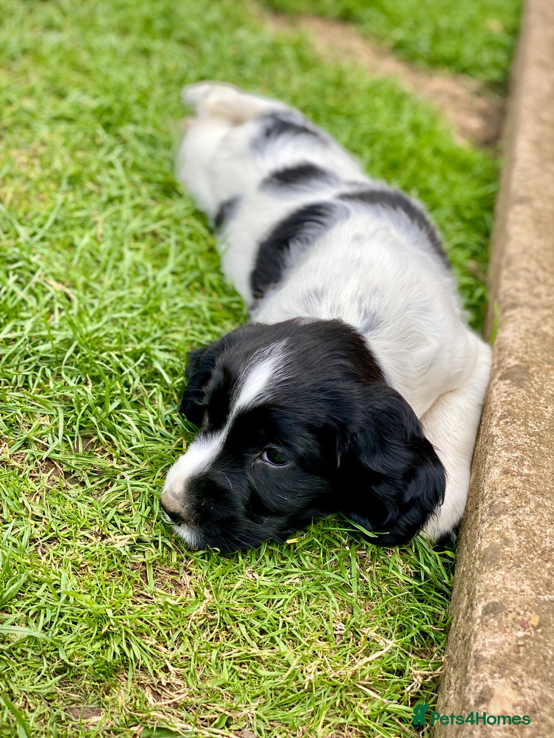 English Springer Spaniel dogs for sale: English Springer Spaniel Puppies Waiting List!! - Advert 8