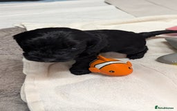 Cockapoo dogs for sale: F1 Miniature Phantom Cockapoos  READY NOW  in Chulmleigh - Image 5