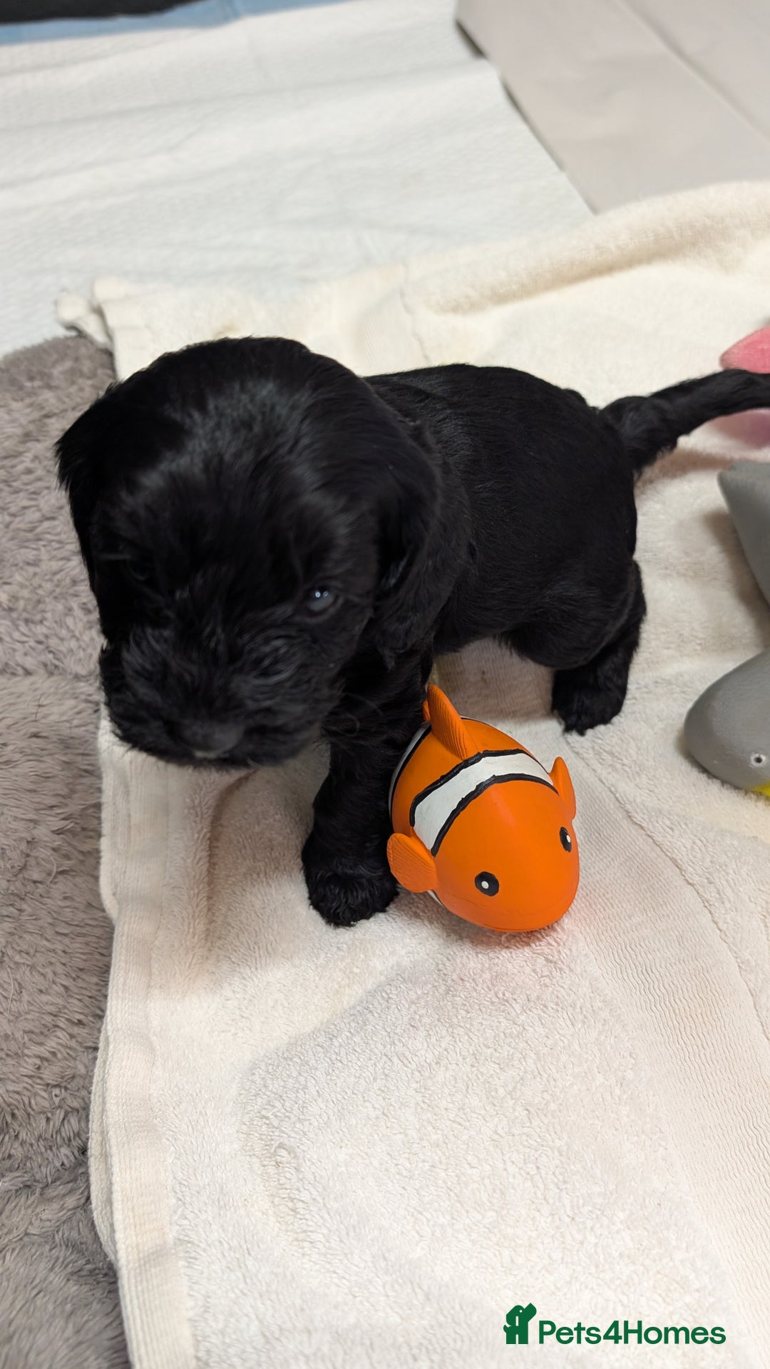 Cockapoo dogs for sale: F1 Miniature Phantom Cockapoos  READY NOW  in Chulmleigh - Image 5