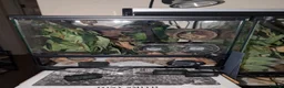 Gecko reptiles for sale: Crested geckos with individual full setups  in Chesham - Advert 6