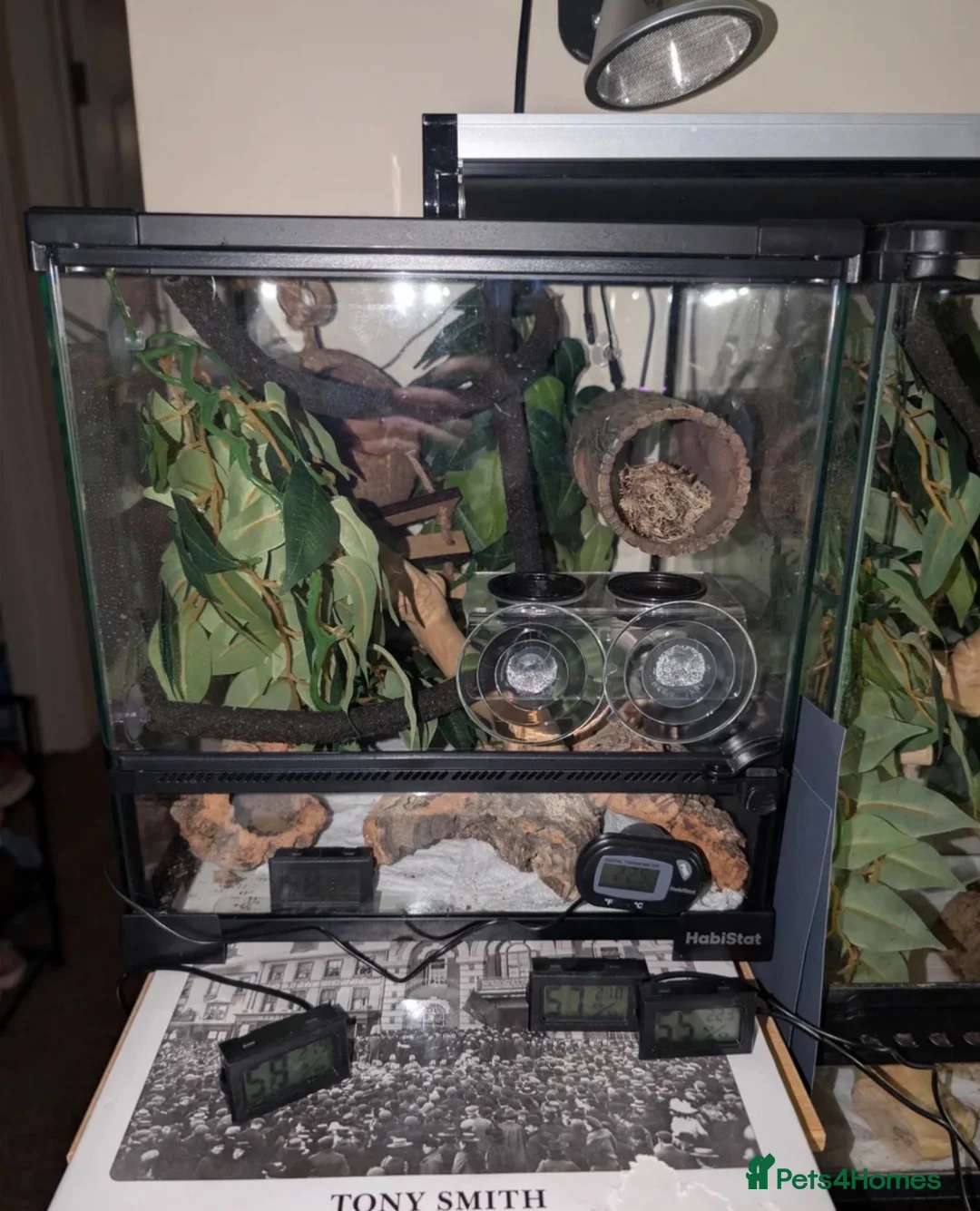 Gecko reptiles for sale: Crested geckos with individual full setups  in Chesham - Advert 6