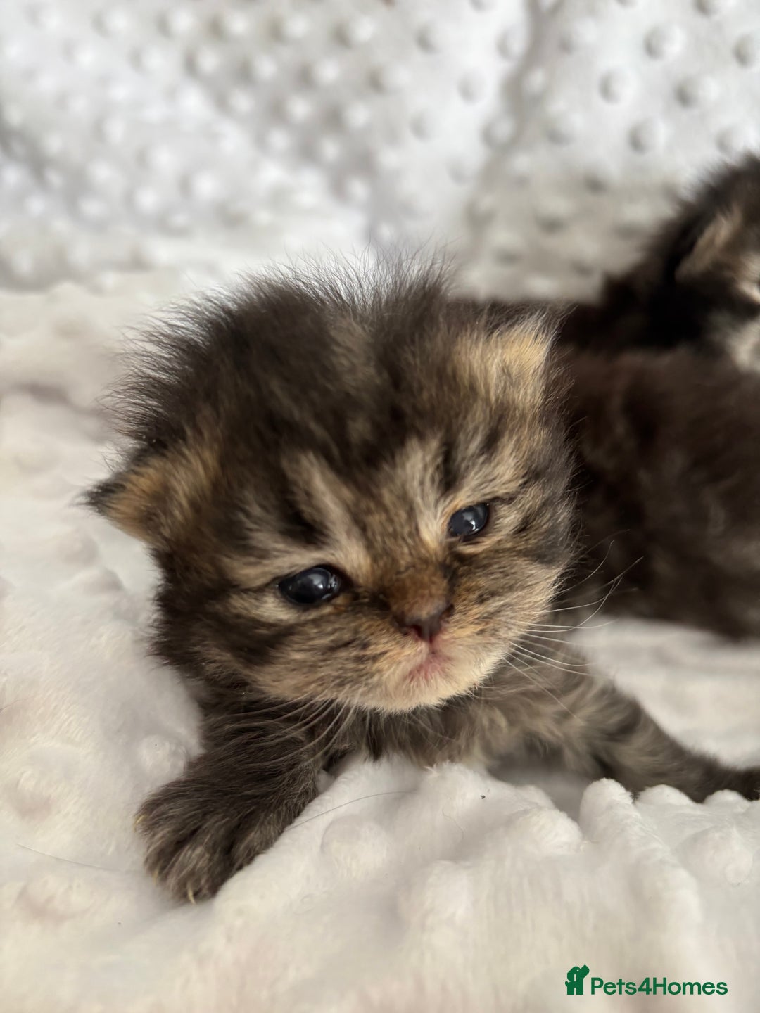 Mixed Breed cats for sale: Beautiful Persian Chinchilla cross kittens  - Image 12
