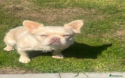French Bulldog dogs for sale: Gorgeous fluffy Frenchie female  - Image 12