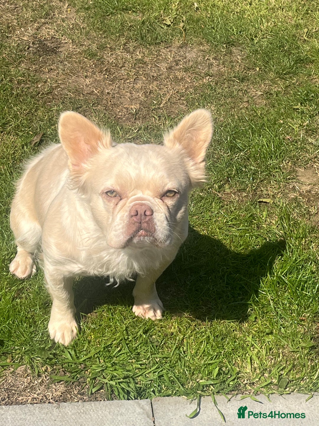 French Bulldog dogs for sale: Gorgeous fluffy Frenchie female  - Image 12