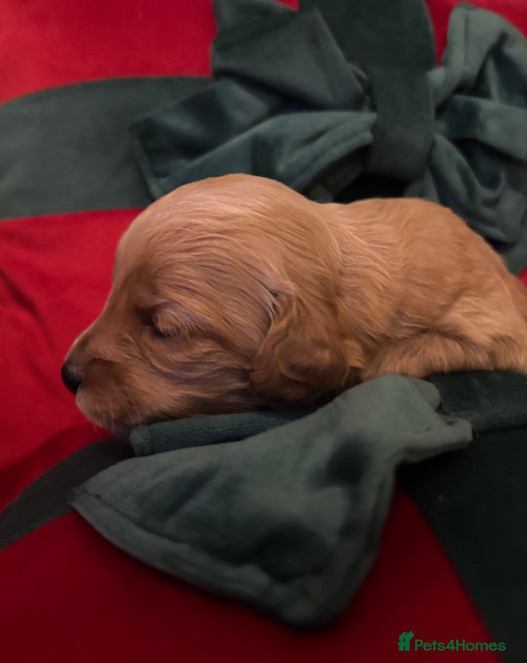 Cockapoo dogs for sale: ⭐️OUTSTANDING, HIGH QUALITY Cockapoo F1B Puppies⭐️ - Advert 25