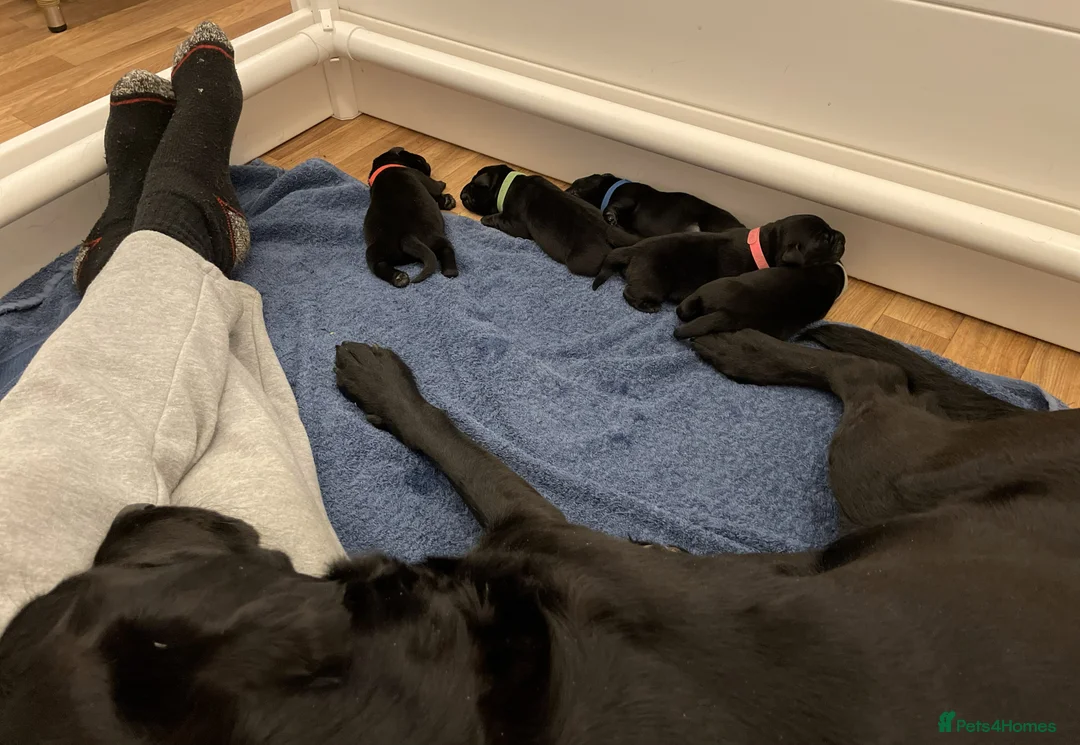 Labrador Retriever dogs for sale: Beautiful KC registered Black lab puppy - last boy - Advert 6