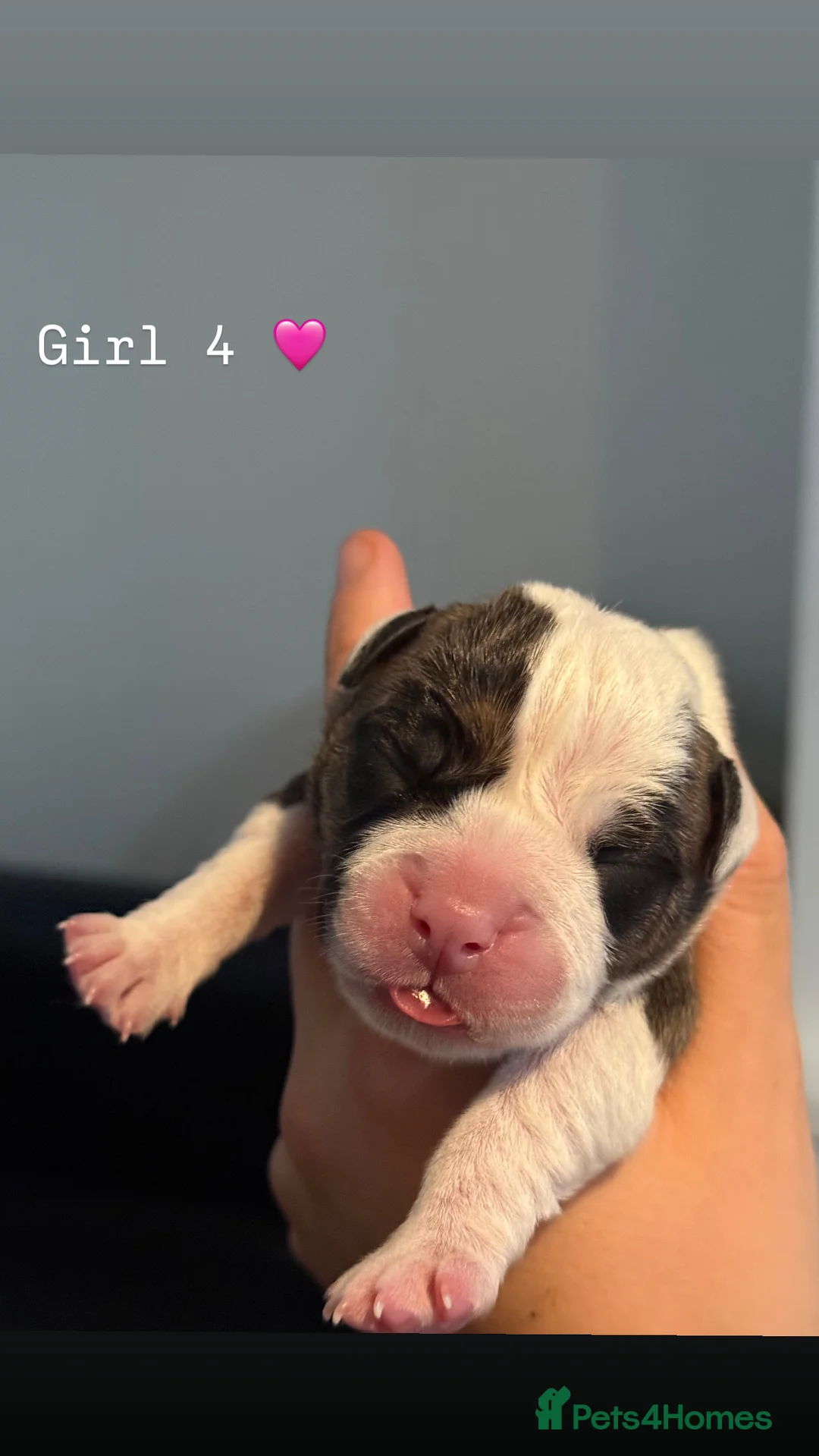 American Bulldog dogs for sale: American Bulldog Puppies!  - Advert 2