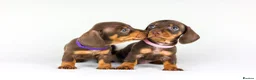 Miniature Dachshund dogs for sale: Short Haired miniature dachshund Puppy’s  - Advert 10