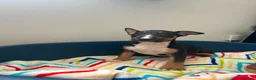 English Bull Terrier dogs for sale: English bull terrier puppies for sale - Advert 12