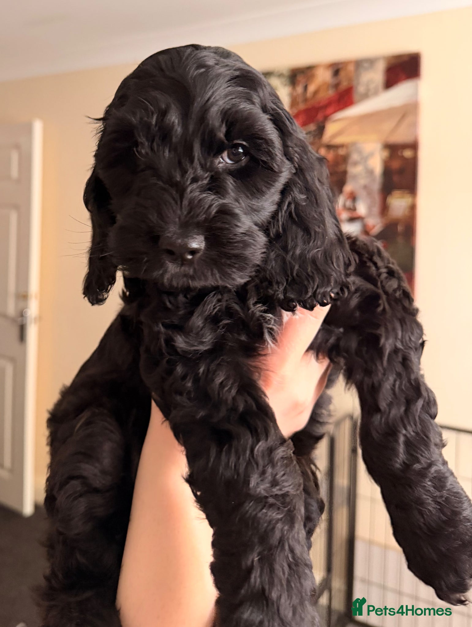 Cockapoo dogs F1 Cockapoo Puppies - Advert 3