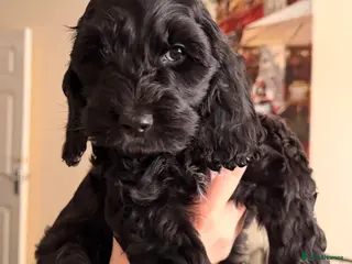 Cockapoo dogs F1 Cockapoo Puppies - Advert 3