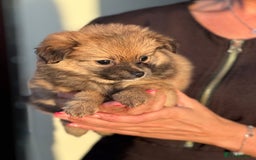 Pomeranian dogs for sale: 5 BEAUTIFUL TEDDY TYPE FOXY POMERANIANS - Image 26