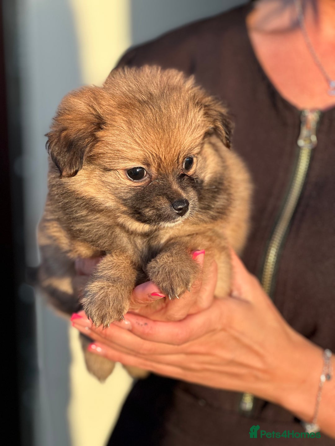 Pomeranian dogs for sale: 5 BEAUTIFUL TEDDY TYPE FOXY POMERANIANS - Image 26