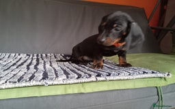 Dachshund dogs for sale: Beautiful dachshund babies  - Image 4