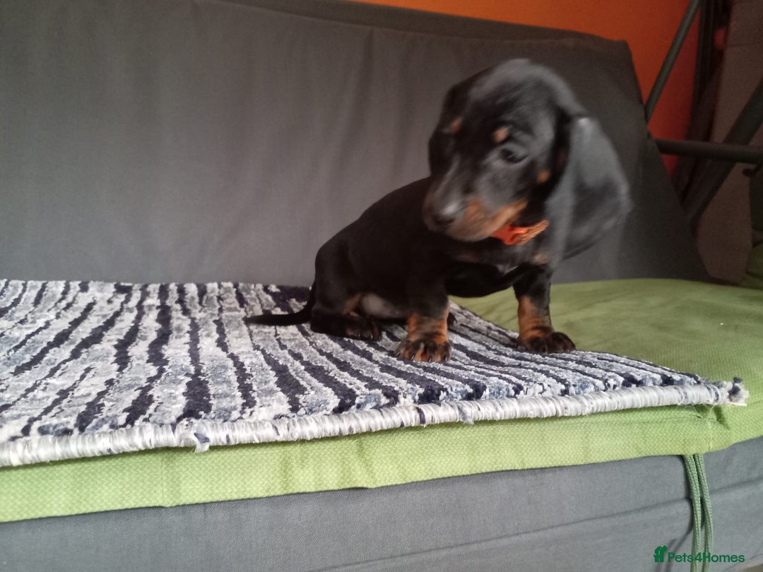 Dachshund dogs for sale: Beautiful dachshund babies  - Image 4