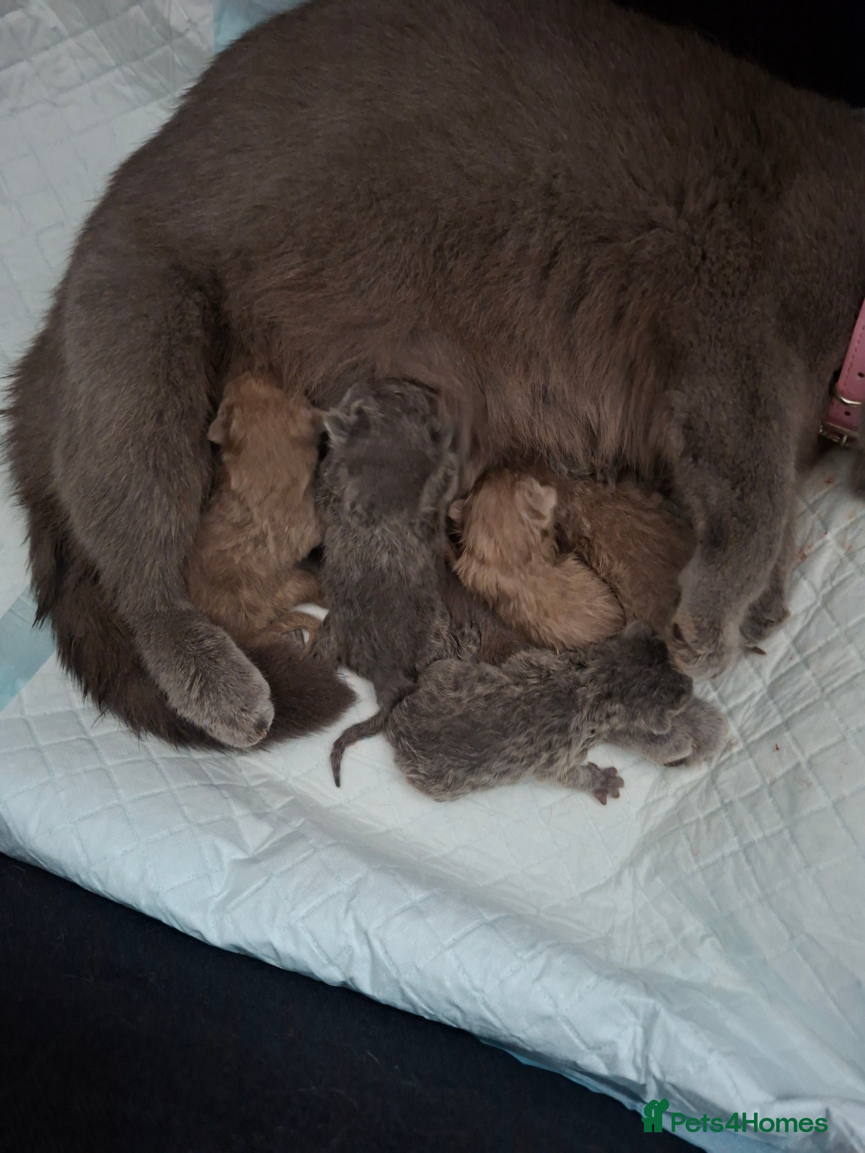 British Shorthair cats GCCF registered BSH kittens  - Advert 1