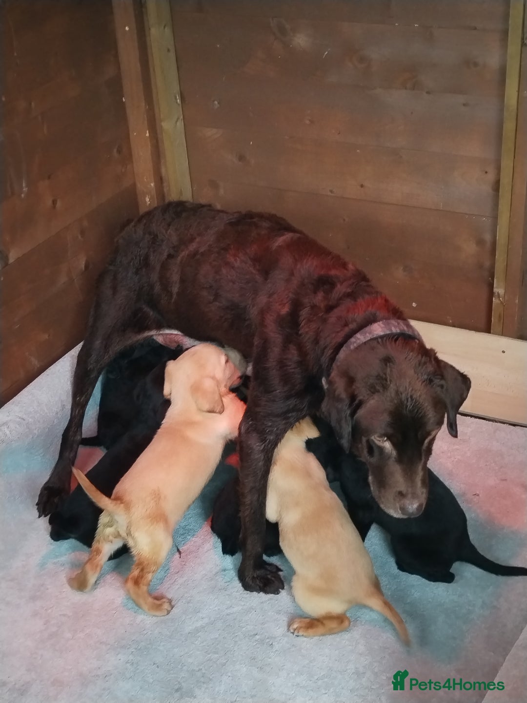 Labrador Retriever dogs for sale: Labrador puppies  - Advert 17