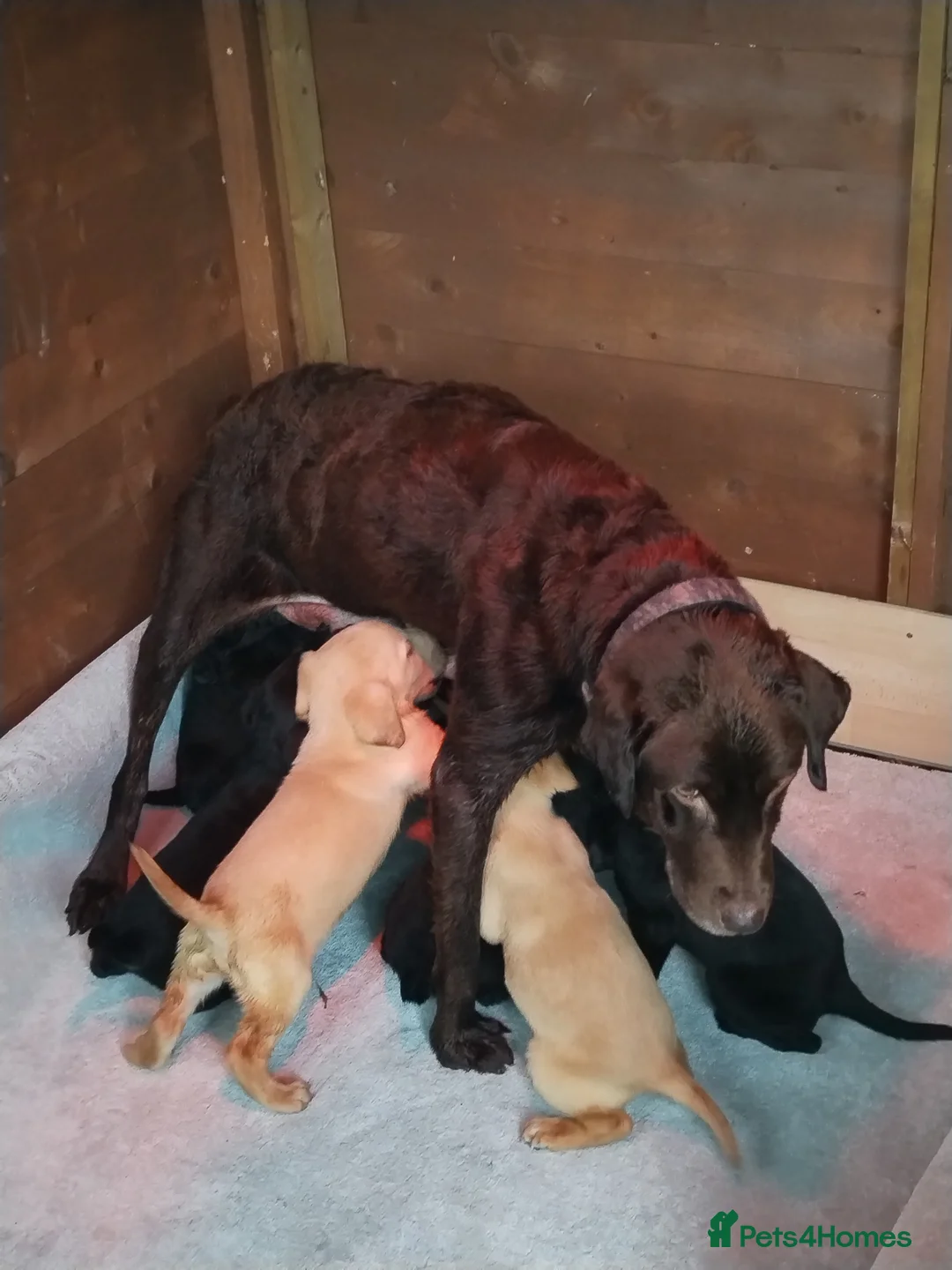Labrador Retriever dogs for sale: Labrador puppies  - Advert 9
