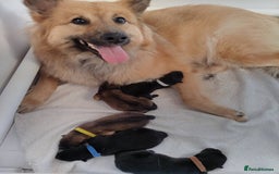 Eurasier dogs for sale: Eurasier Puppies KC Registered in Northampton - Image 16